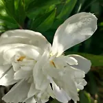 Au Clos Des Figues Pensjonat