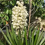 Au Clos Des Figues Pensjonat 3*