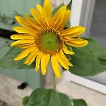 Au Clos Des Figues Pensjonat 3*