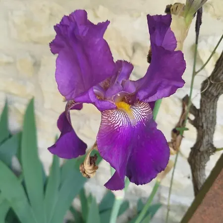 Au Clos Des Figues Penzion Chambon (Vendee)