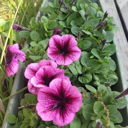 Penzion Au Clos Des Figues Chambon (Vendee)