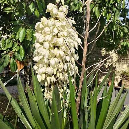 Au Clos Des Figues Penzion 3*