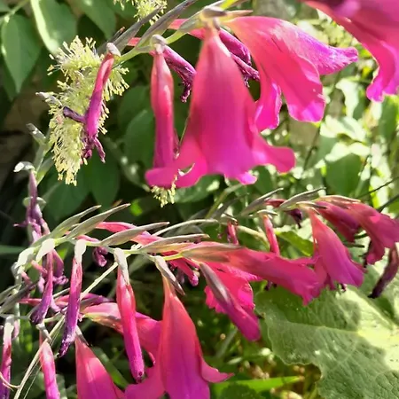 Au Clos Des Figues Penzion 3*