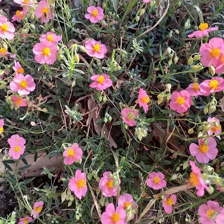 Penzion Au Clos Des Figues Chambon (Vendee)