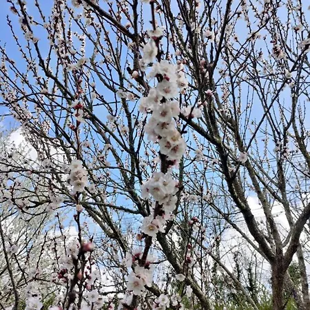 Penzion Au Clos Des Figues Chambon (Vendee)