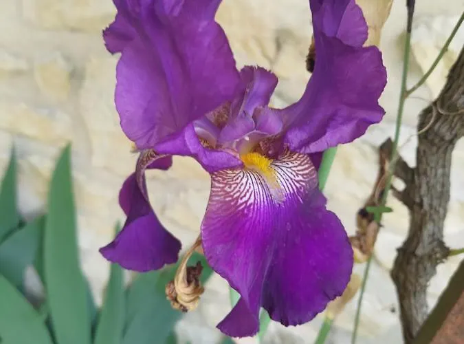 Au Clos Des Figues Casa de hóspedes Chambon (Vendee)