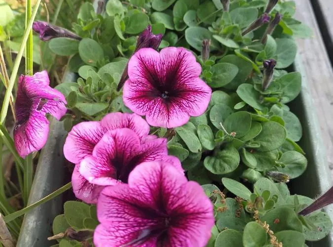 Casa de hóspedes Au Clos Des Figues Chambon (Vendee)