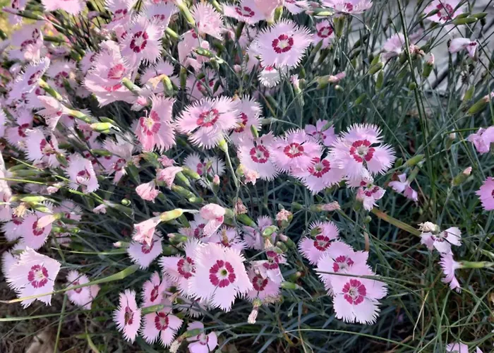 Au Clos Des Figues Casa de hóspedes