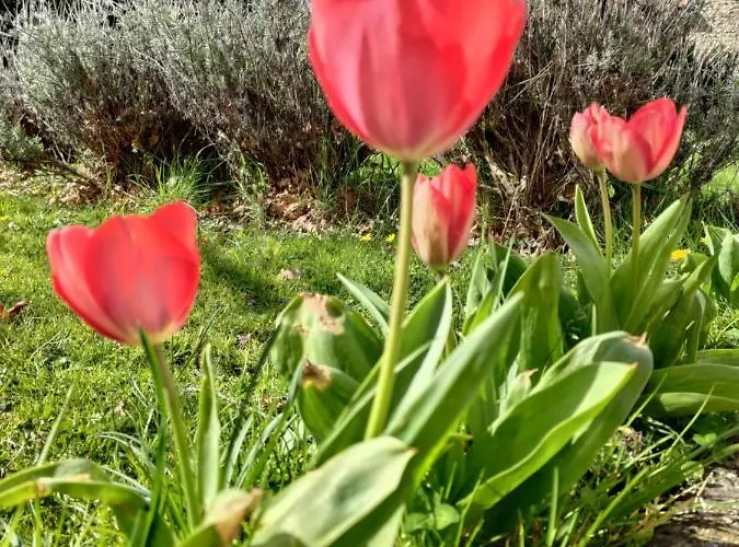 Au Clos Des Figues Casa de hóspedes 3*