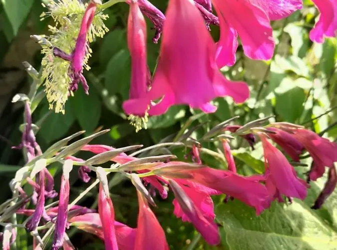 Au Clos Des Figues Casa de hóspedes 3*