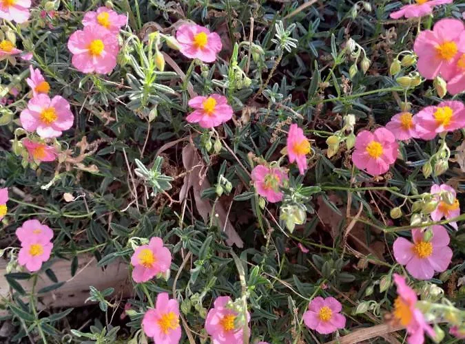 Casa de hóspedes Au Clos Des Figues Chambon (Vendee)