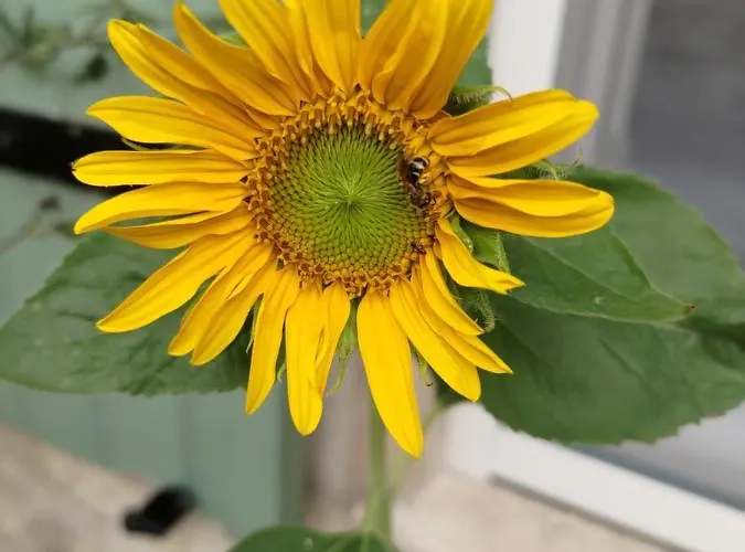 Au Clos Des Figues Casa de hóspedes 3*